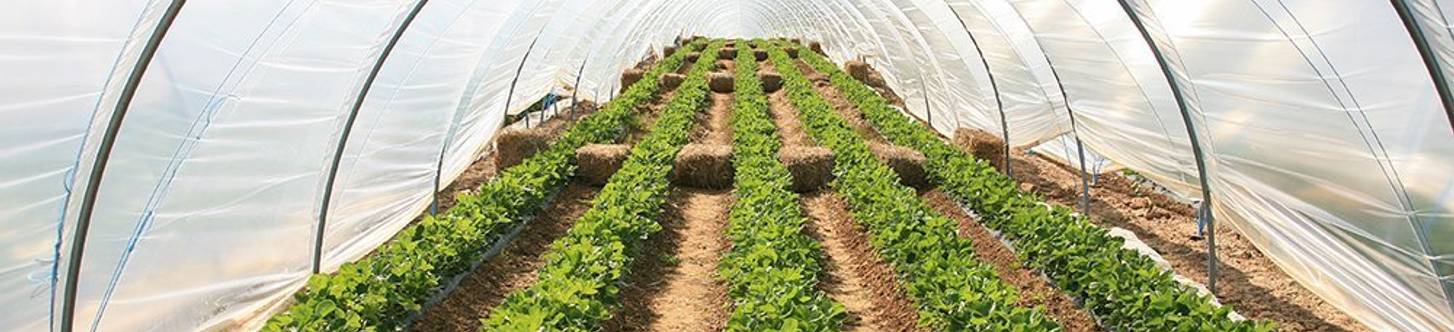Gewächshäuser Produkte im Test & Vergleich 2025 heimwerker.de