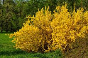 forsythie