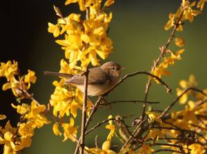 forsythien-hecke-schneiden