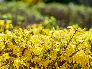 forsythien-hecke
