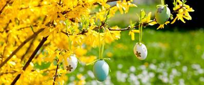 forsythien-pflanzen