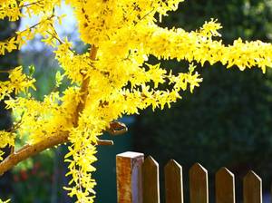 forsythien-pflege