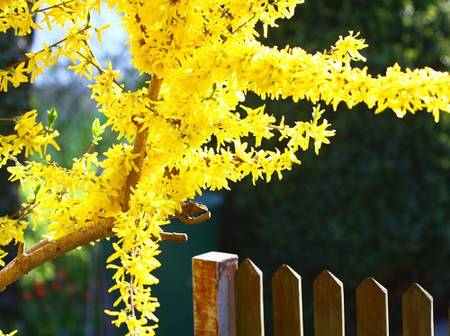 Forsythien pflanzen: Tipps zur Pflege, dem Rckschnitt und mehr -  heimwerker.de