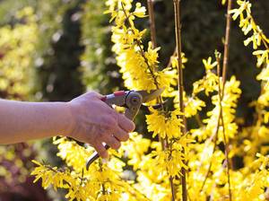 forsythien-schneiden