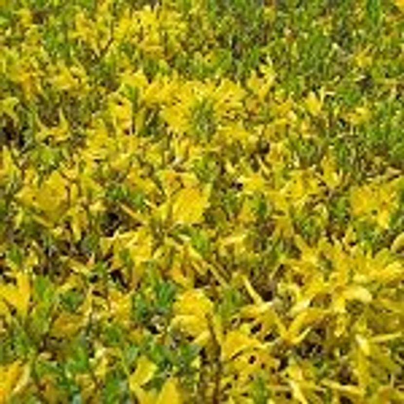 forsythienhecke