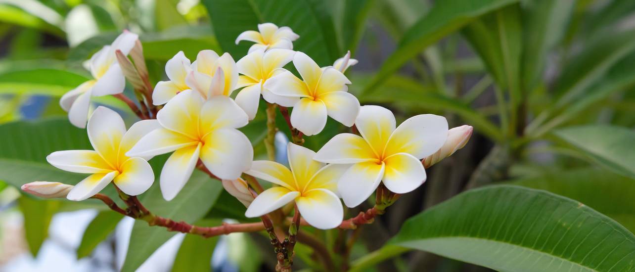 Frangipani pflanzen: 4 Arten im Überblick