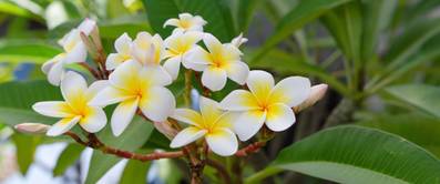 frangipani pflanzen in bluete