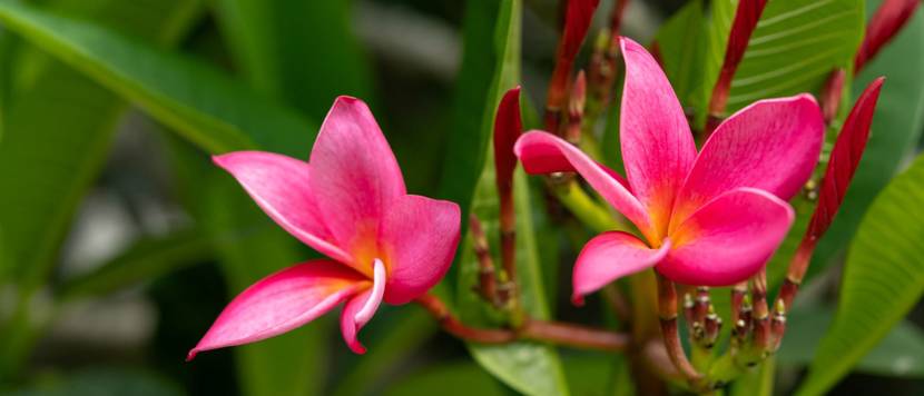 frangipani mit pinker bluete