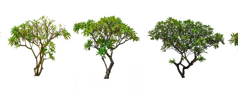 verzweigte frangipani baeume