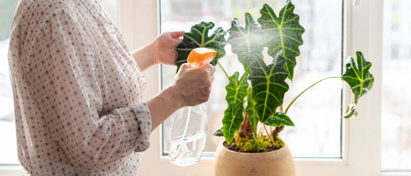 frau besprueht tropenwurz mit wasser