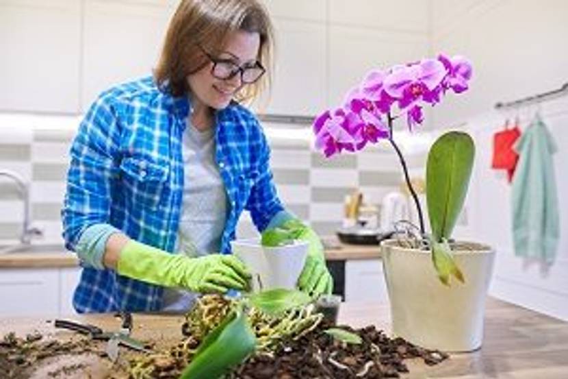frau pflanzt orchidee um