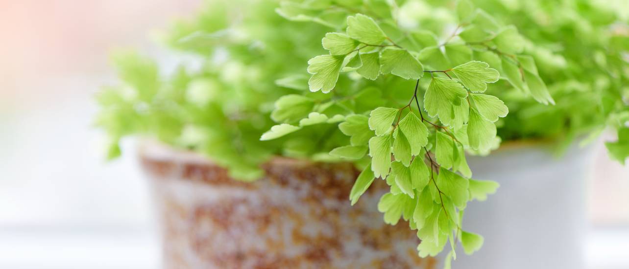 Frauenhaarfarn pflegen Mit diesen 5 Tipps gedeiht Ihre Zimmmerfarne