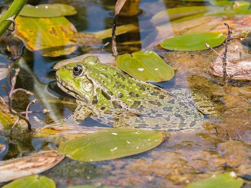 frosch im teich