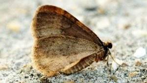 Frostspanner (Schmetterling)