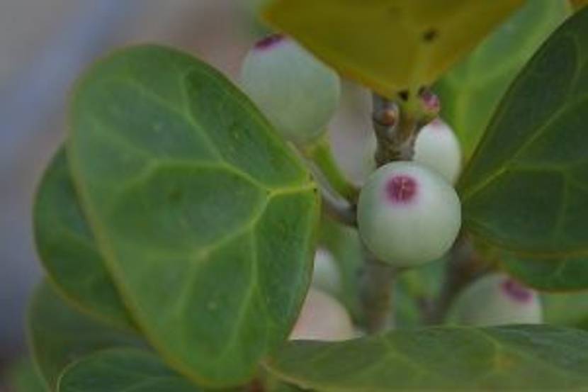 frucht der mistelfeige