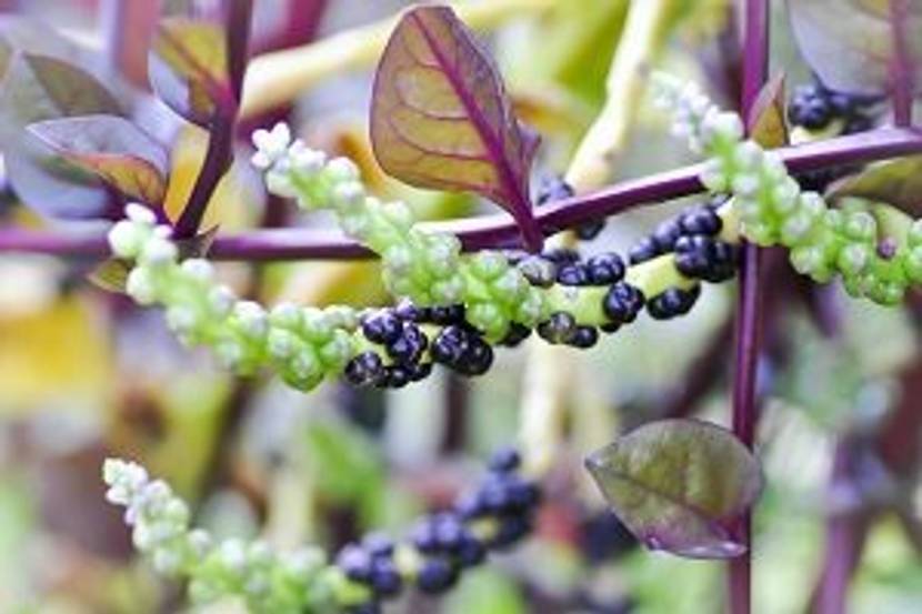 fruechte der basella alba