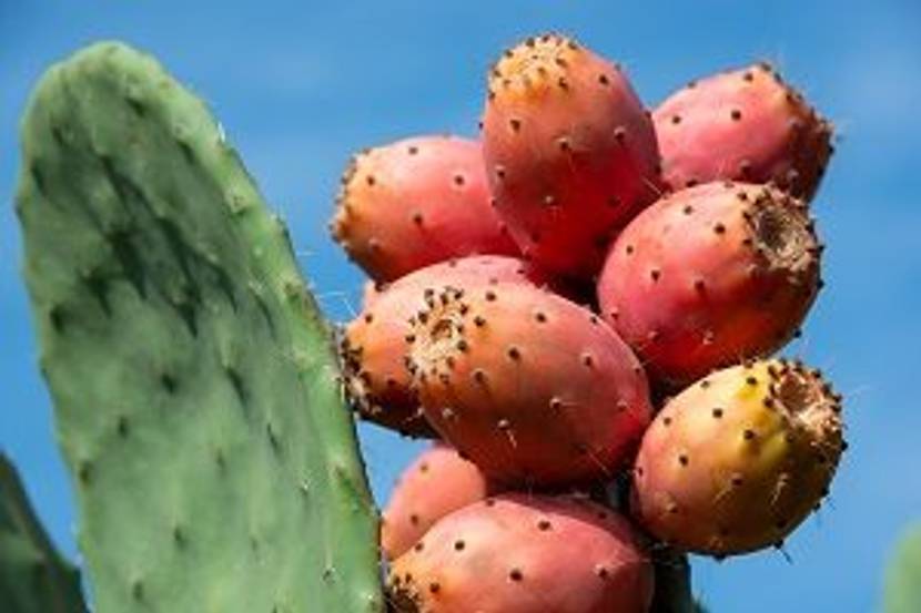 fruechte des feigenkaktus