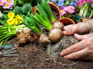 Blumenzwiebel wird in Erde gesetzt