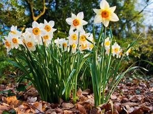 Weiße Narzissen im Garten