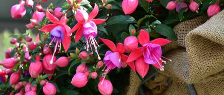 Fuchsie: 5 Tipps fr eine farbenfrohe Blte - heimwerker.de