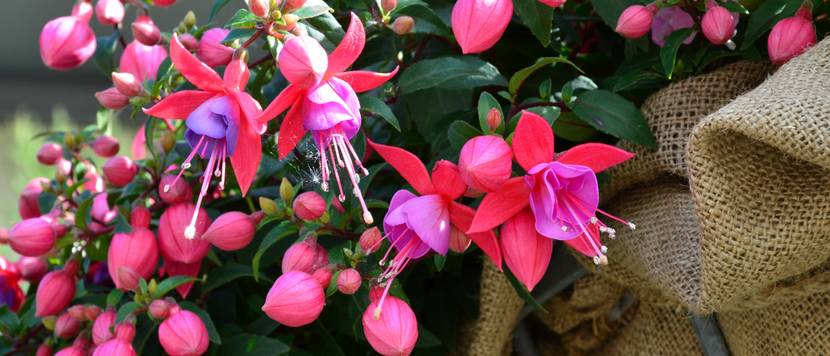fuchsie in pflanzgefäß