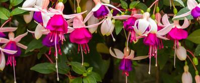 fuchsien