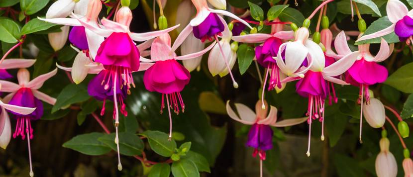 fuchsien