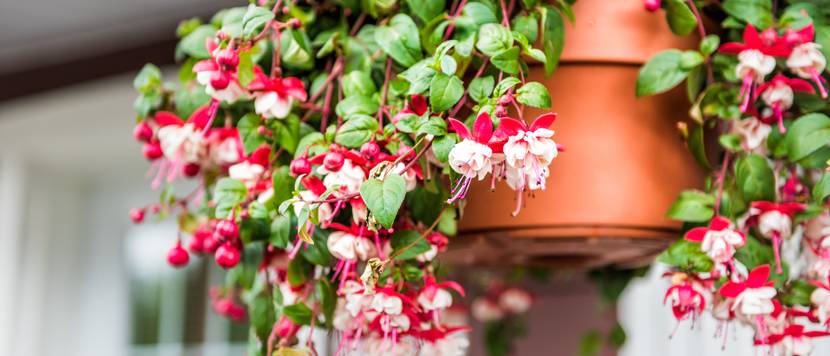 hängende fuchsie in blumenampel