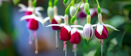 Fuchsie: 5 Tipps fr eine farbenfrohe Blte - heimwerker.de
