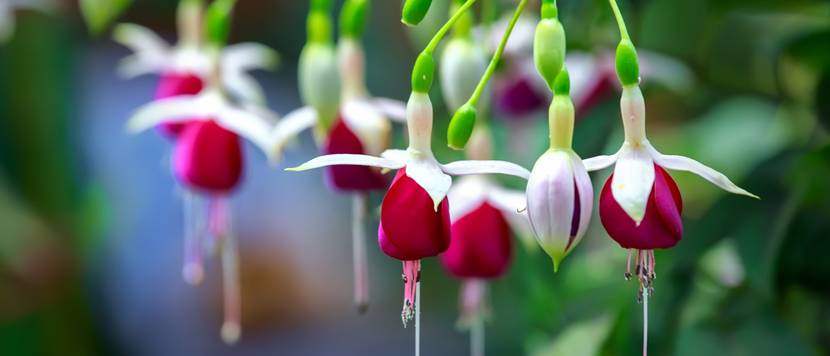 fuchsie mit rot-weißen blüten