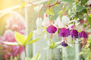 fuchsie halbhängend im garten in weiß und violett