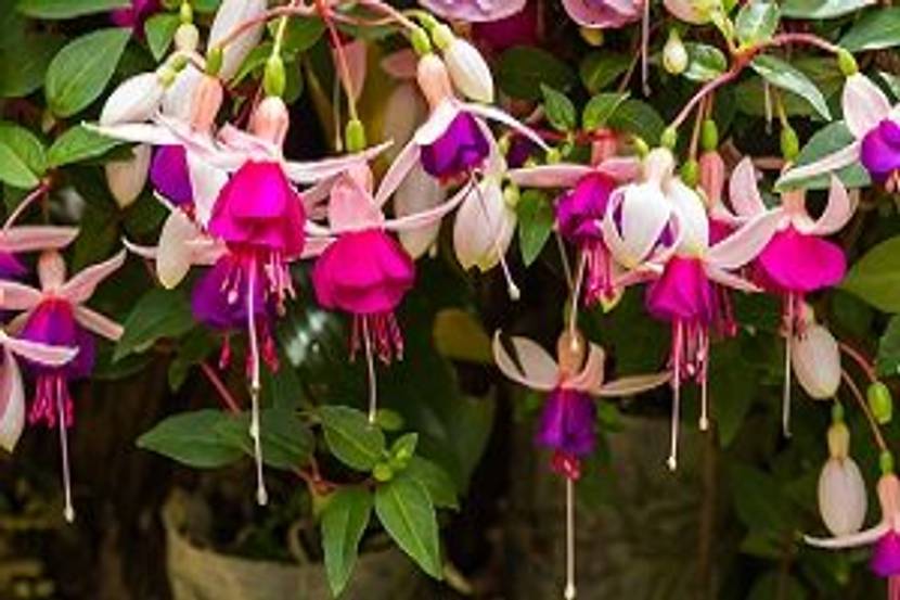 fuchsie