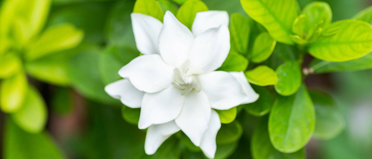 Gardenie pflanzen 4 Hinweise zur Pflege der weißen Zierpflanze