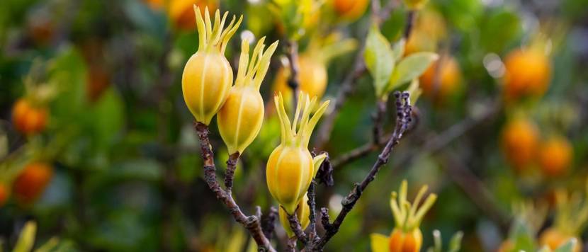 giftige beeren der gardenie