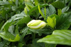knospe der gardenie