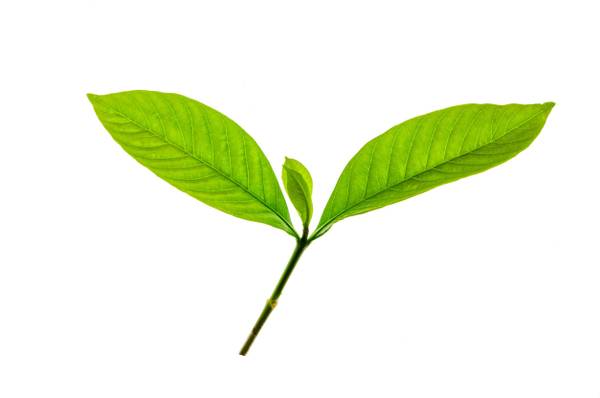 Gardenie pflanzen 4 Hinweise zur Pflege der weißen Zierpflanze