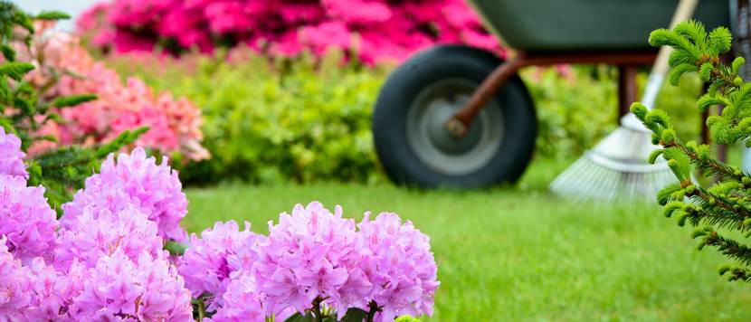 garten mit alpenrose
