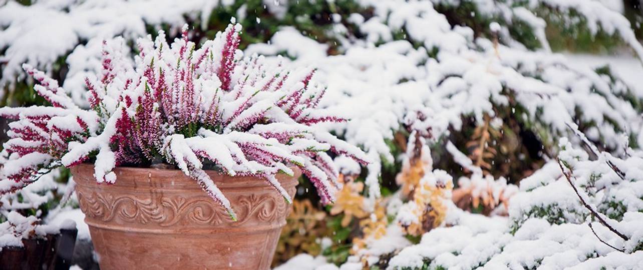 Garten winterfest machen 5 Tipps für die Wintervorbereitung im Garten