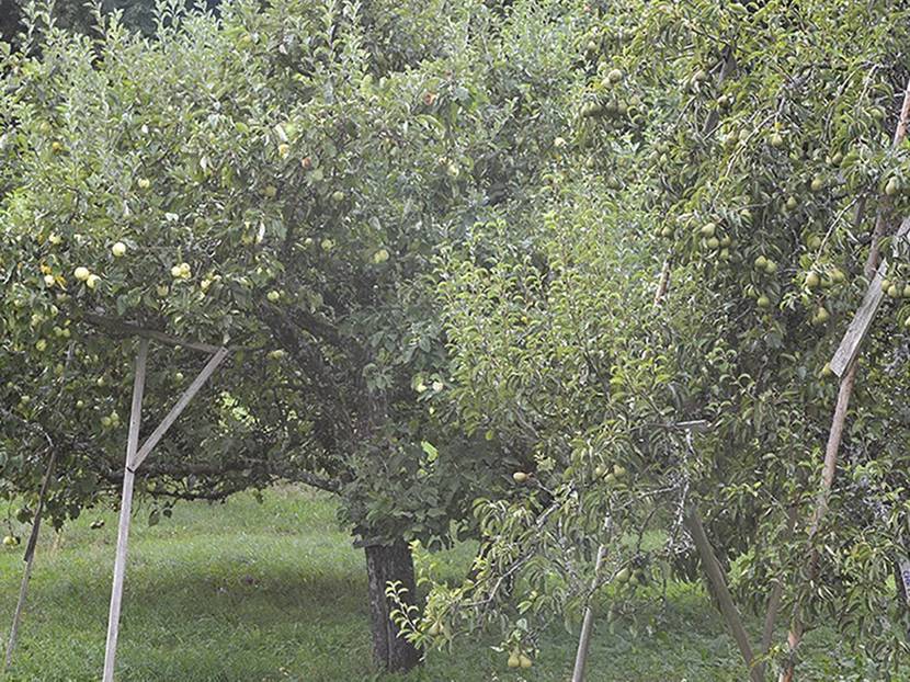 obstbaeume bei der gartenplanung
