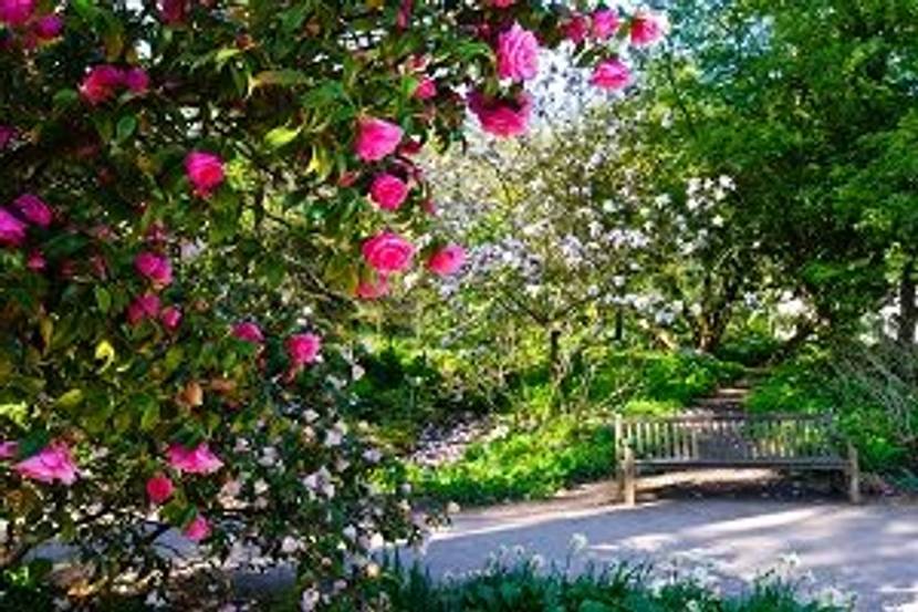 gartenbank im englischen garten
