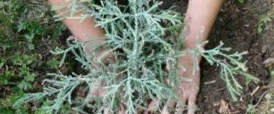 Den richtigen Baum für den Hausgarten finden und pflanzen