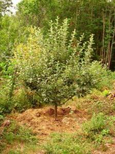 ein junger Apfelbaum als Gartenbaum