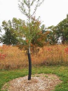 Ein Ginko als Hausbaum
