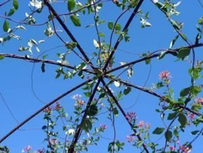 gartengeissblatt-laube