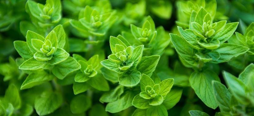 gartenkraeuter-oregano
