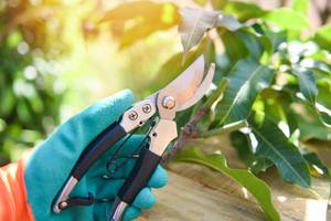 hand haelt gartenschere