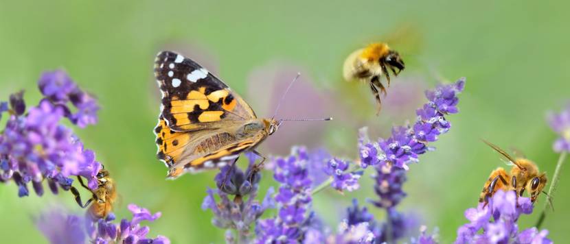 gartenzeitschriften flora und fauna