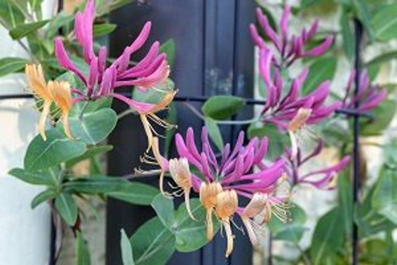 Pflanze Jelängerjelieber 3 Tipps für eine