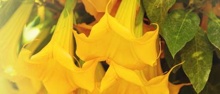 Engelstrompete pflanzen: Vermehrung der Brugmansia in 5 Schritten