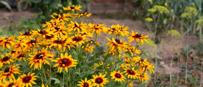 gelbe rudbeckia